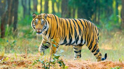 সুন্দরবনে বাঘের সংখ্যা বাড়লেও কমেনি হুমকি