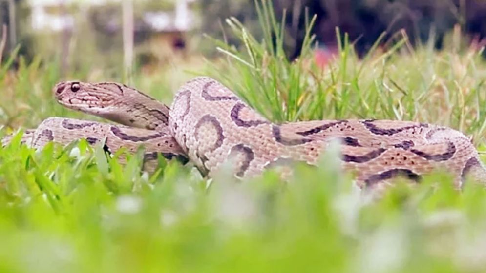 এবার রাজধানীর যে এলাকায় দেখা মিলল রাসেলস ভাইপার!