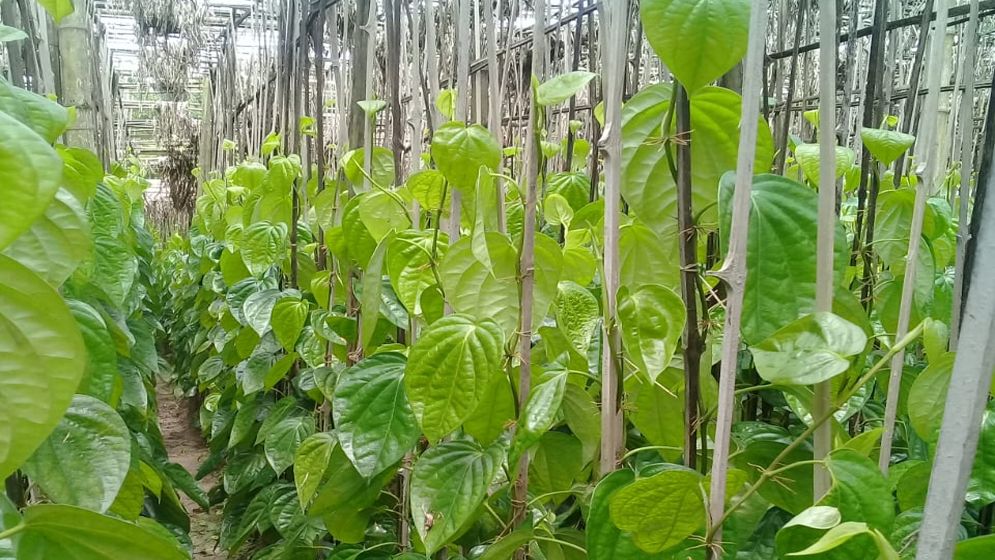 প্রশিক্ষণ ও সহায়তার অভাবে হারিয়ে যাচ্ছে মুন্সীগঞ্জের ঐতিহ্য পান চাষ