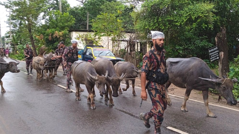যেভাবে আটক হয় অবৈধ ভারতীয় মহিষ