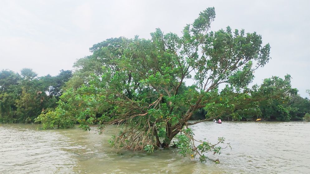 মধ্যনগরের হাওরাঞ্চল থেকে হারিয়ে গেছে মান্দার গাছ