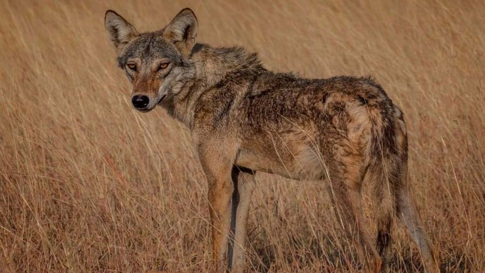 মানুষখেকো নেকড়ের হানায় ছয় শিশুসহ সাতজনের মৃত্যু