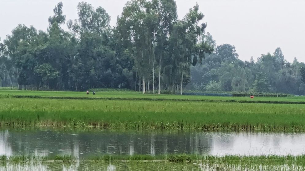 সংখ্যালঘু পরিবারের ফসলি জমি দখলের অভিযোগ