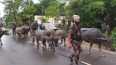 যেভাবে আটক হয় অবৈধ ভারতীয় মহিষ