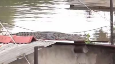 বন্যায় নদী থেকে শহরে ঢুকছে কুমির (ভিডিও)