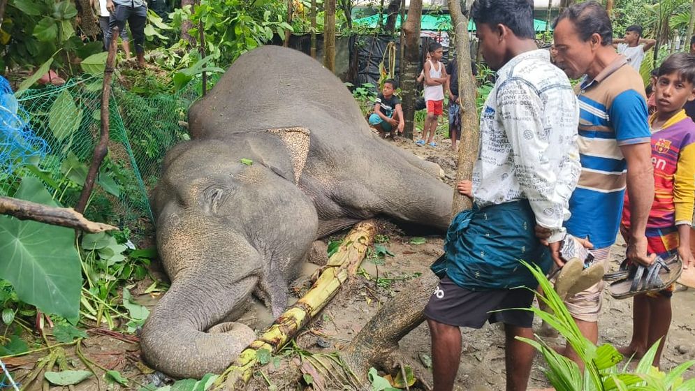 টেকনাফে ‘বসত ভিটায় বিদ্যুৎস্পৃষ্ট’ হয়ে বন্যহাতির মৃত্যু