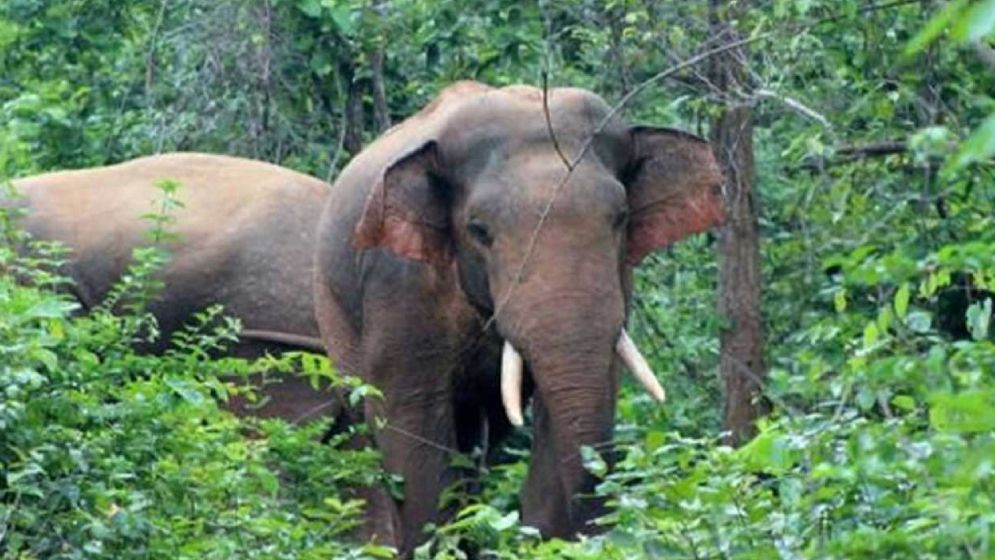 বন্য হাতির আক্রমণে নারীসহ নিহত ২