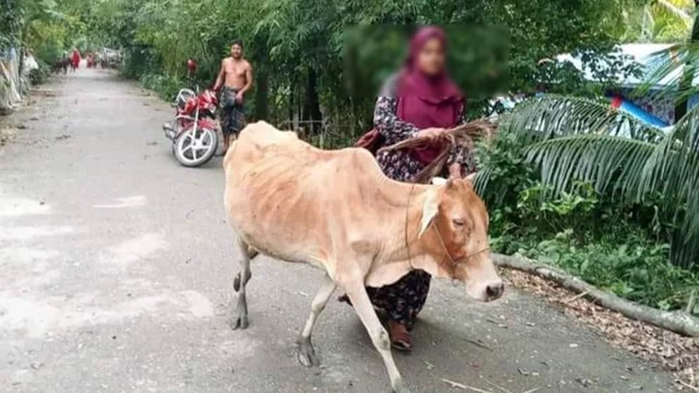 গ্রাহকের গরু নিয়ে যাওয়ায় চাকরি হারালেন হাসিনা