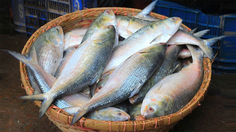 ভারত যাচ্ছে ৩ হাজার টন ইলিশ