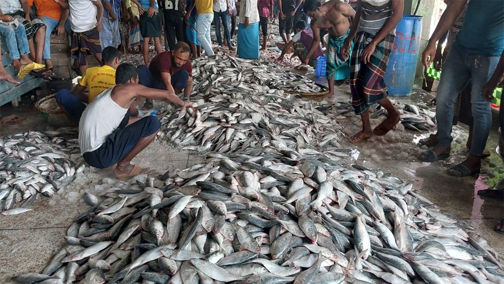 এক জেলের জালেই ধরা পড়লো ১৯ লাখ টাকার ইলিশ