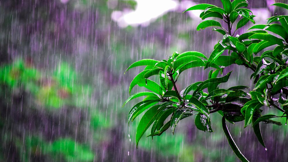 লঘুচাপ, বৃষ্টি ও তাপমাত্রা নিয়ে যে পূর্বাভাস দিলো আবহাওয়া অধিদপ্তর