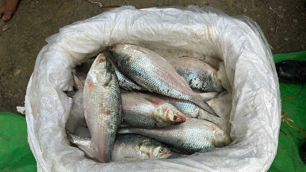 পাচারের সময় ১০৫০ কেজি ইলিশ জব্দ