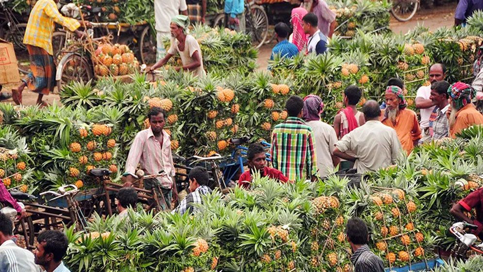 জিআই পণ্যের স্বীকৃতি পেলো মধুপুরের আনারস