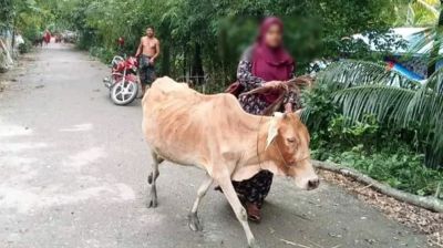 গ্রাহকের গরু নিয়ে যাওয়ায় চাকরি হারালেন হাসিনা