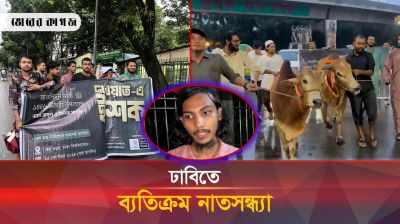 গরু কোরবানির মাধ্যমে ঢাবিতে ব্যতিক্রম নাতসন্ধ্যা