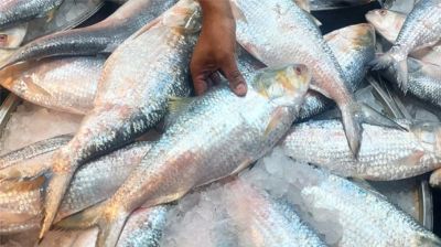 রপ্তানি বন্ধ, তবু যে কারণে কমছে না ইলিশের দাম