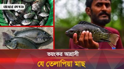 যে তেলাপিয়া মাছ ধরলে পুরস্কৃত করার ঘোষণা দিয়েছে সরকার