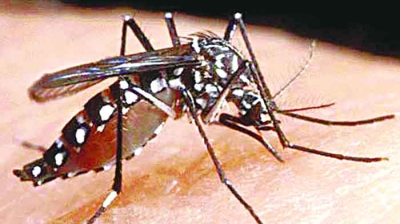 চূড়ায় উঠছে ডেঙ্গুর প্রকোপ