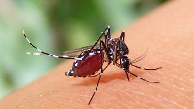 আরো ৪৬৩ জনের ডেঙ্গু শনাক্ত, মৃত্যু ১