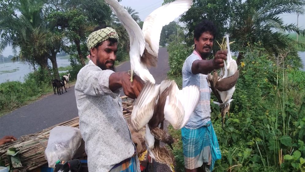 সাংবাদিকের ভালবাসায় মুক্ত আকাশে ডানা মেললো ৪০ বক