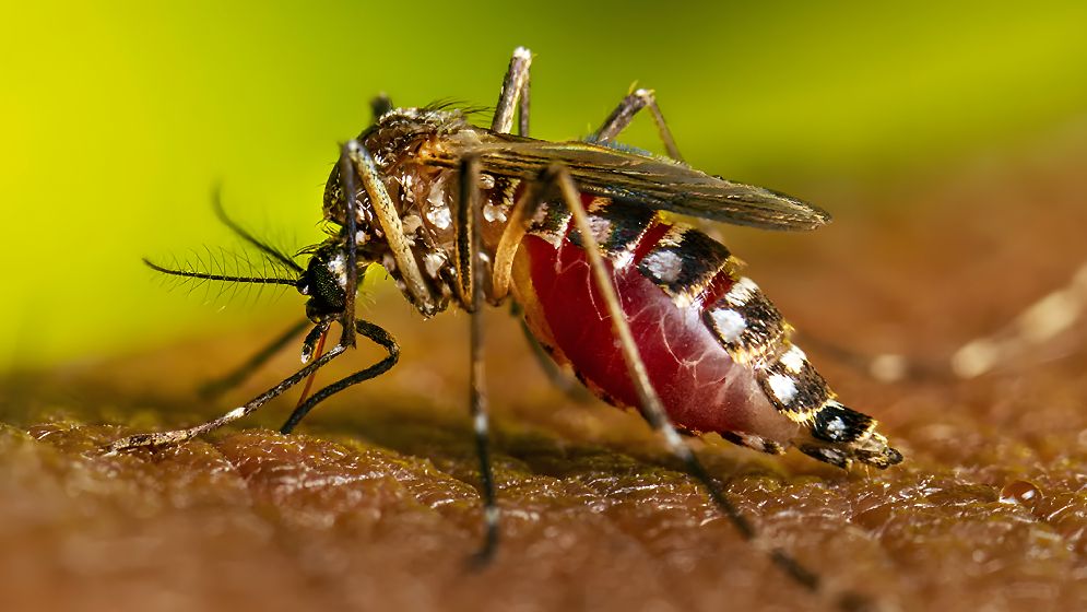 যে কারণে হঠাৎ ভয়াবহ রূপ নিলো ডেঙ্গু