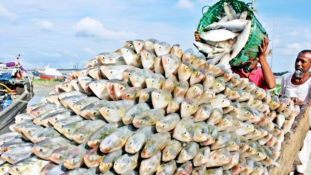 ইলিশের দাম বেশি হওয়ার অন্যতম কারণ জানা গেলো