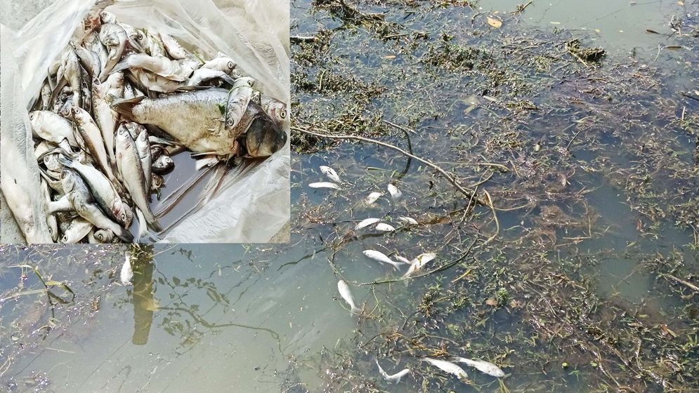 পুকুরে বিষ ঢেলে কয়েক লাখ টাকার মাছ নিধন