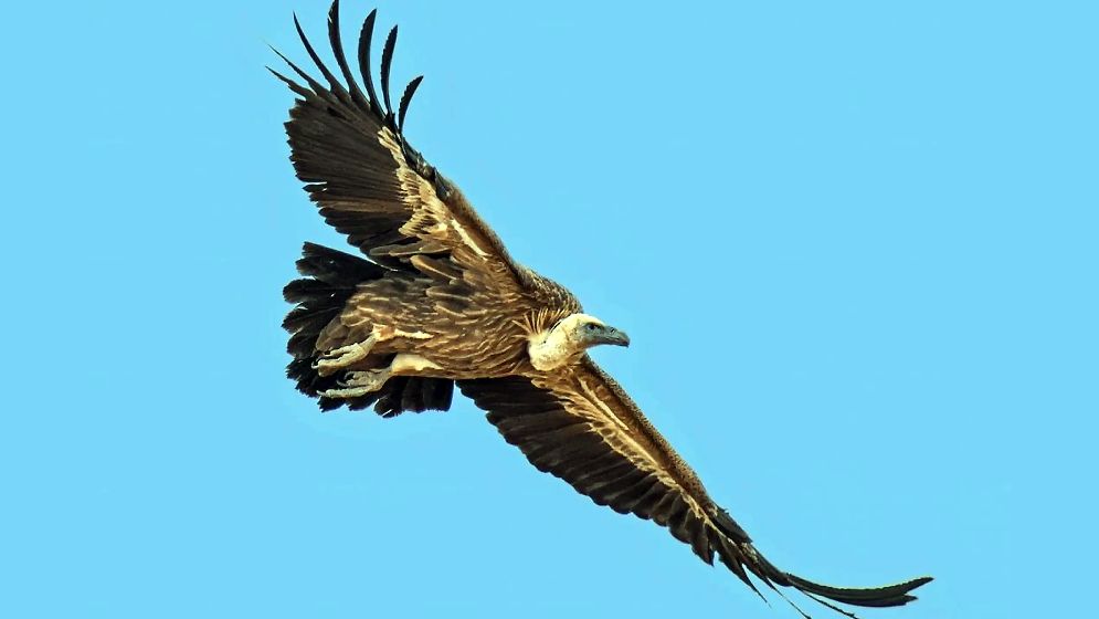 শকুনের আক্রমণে আহত, হাসপাতালে ভর্তি