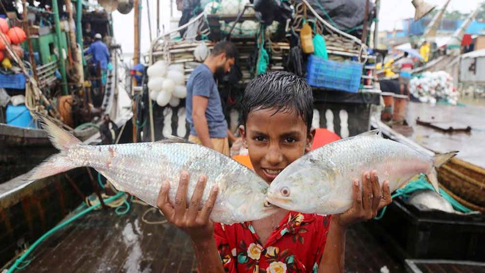 আজ মধ্যরাত থেকে ইলিশ ধরা ও কেনাবেচা নিষিদ্ধ