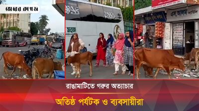 কাপ্তাইয়ে গরুর অত্যাচারে অতিষ্ঠ পর্যটক ও ব্যবসায়ীরা