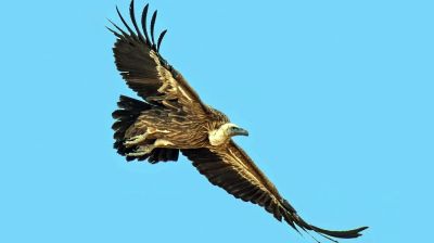 শকুনের আক্রমণে আহত, হাসপাতালে ভর্তি