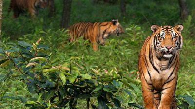 সুন্দরবনে বেড়েছে বাঘ : জরিপের ফলাফল প্রকাশ যেদিন 