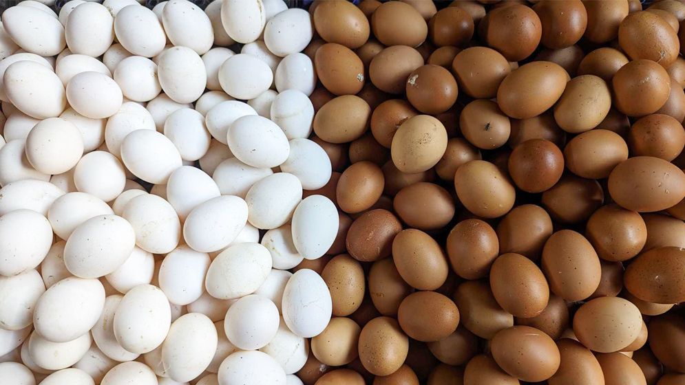 ডিমের দাম আরো বাড়লো যে কারণে