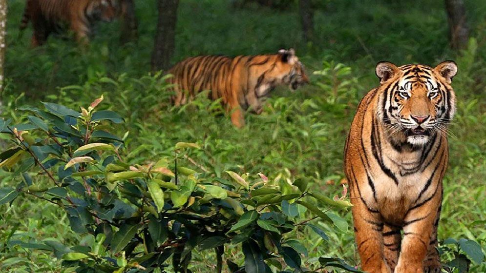 সুন্দরবনে বেড়েছে বাঘ : জরিপের ফলাফল প্রকাশ যেদিন
