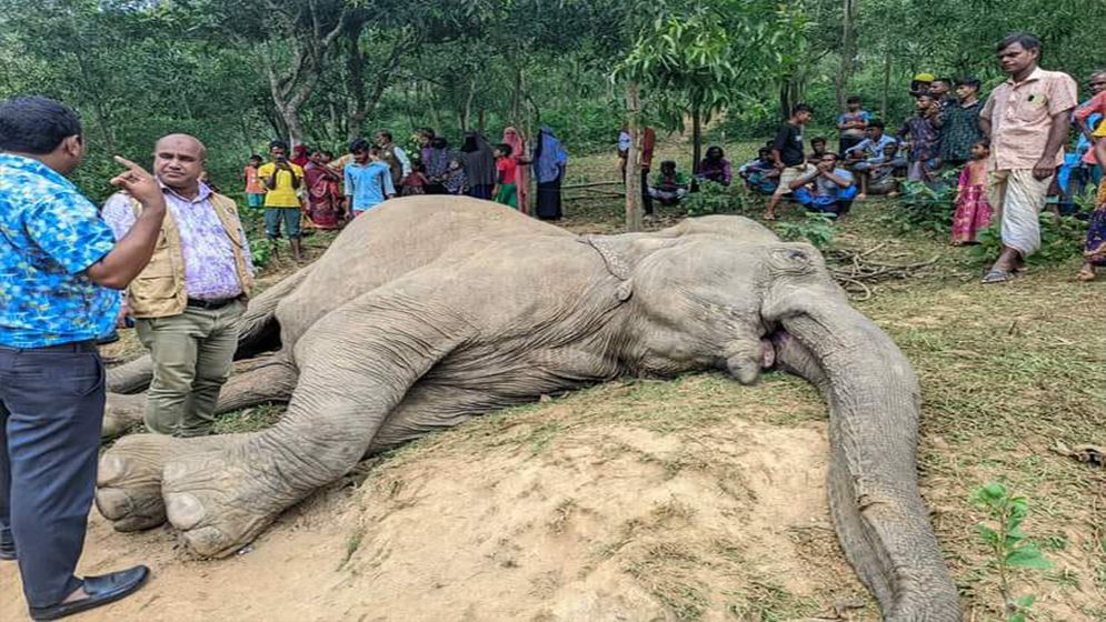 শেরপুরের সীমান্তে বিদ্যুৎ ফাঁদে বন্যহাতির মৃত্যু, আটক ১