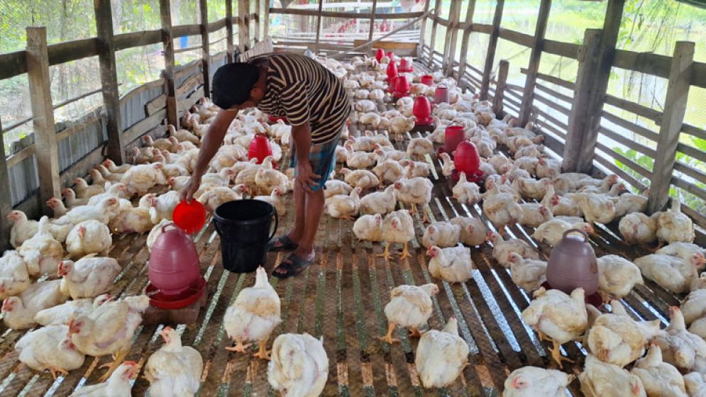 দেশি মুরগি গরিবের নাগালের বাইরে, ব্রয়লারও হারাচ্ছে ভরসা