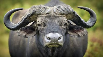 রাজধানীতে পাগলা মহিষের গুঁতায় নারীর মৃত্যু