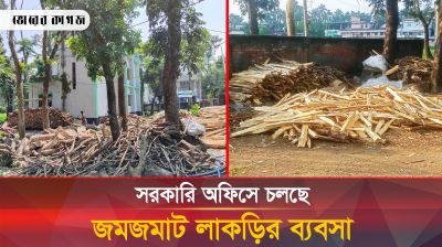 ক্ষমতার দাপটে সরকারি অফিসে চলছে লাকড়ির ব্যবসা!