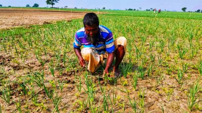 মুড়িকাটা পেঁয়াজ নিয়ে দুশ্চিন্তায় কৃষক