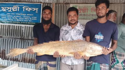 ১৪ কেজি ওজনের পোয়া মাছ সাড়ে ১০ হাজার টাকা