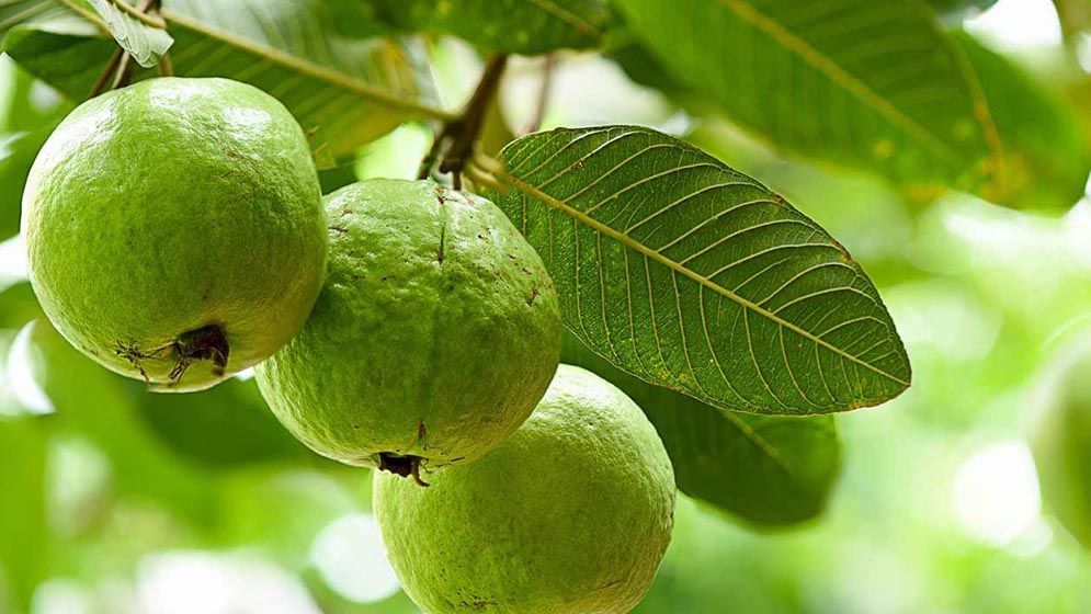 পেয়ারা পাতার অজানা উপকারিতা