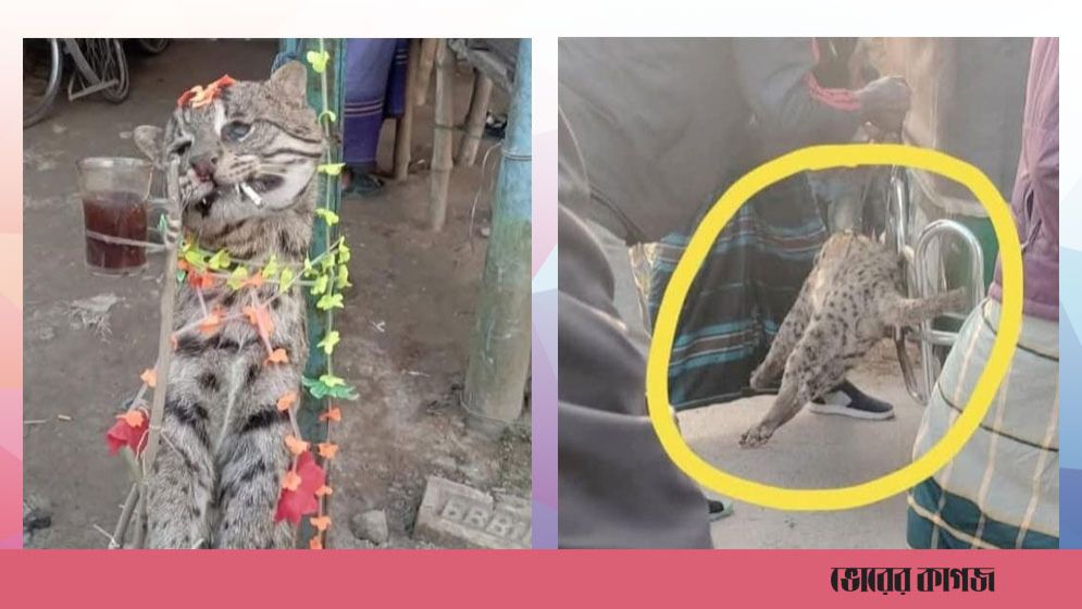 ফেসবুকে মেছো বিড়াল হত্যার ছবি ভাইরাল, অভিযুক্ত গ্রেপ্তার