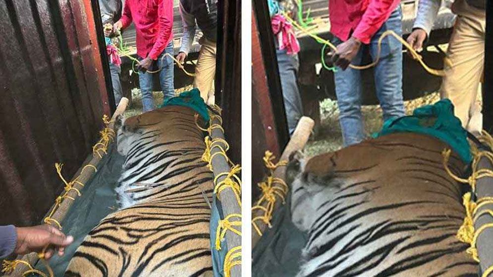 অবশেষে লোকালয়ে আসা বাঘিনী ধরা পড়ল