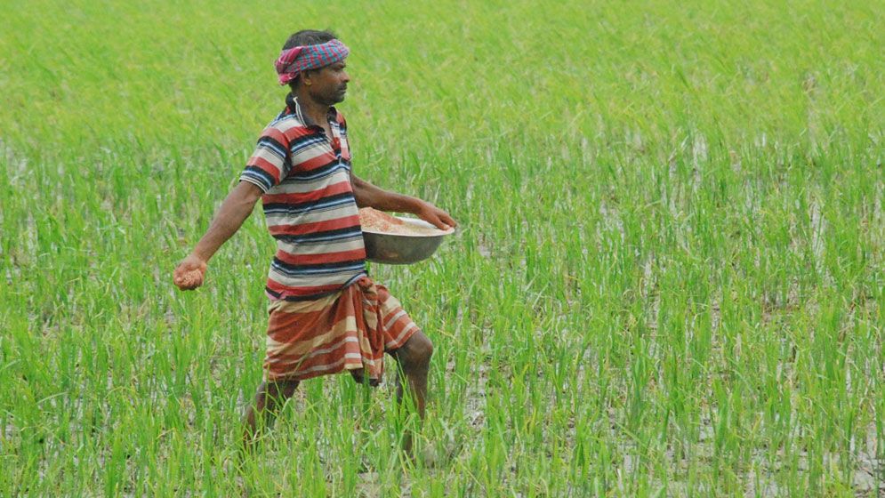 সার সংকটে কৃষকের উদ্বেগ
