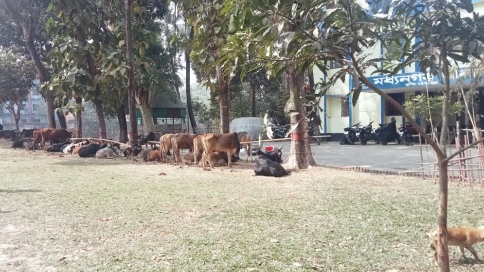 মধ্যনগরে ৪০টি ভারতীয় গরুসহ আটক ৪