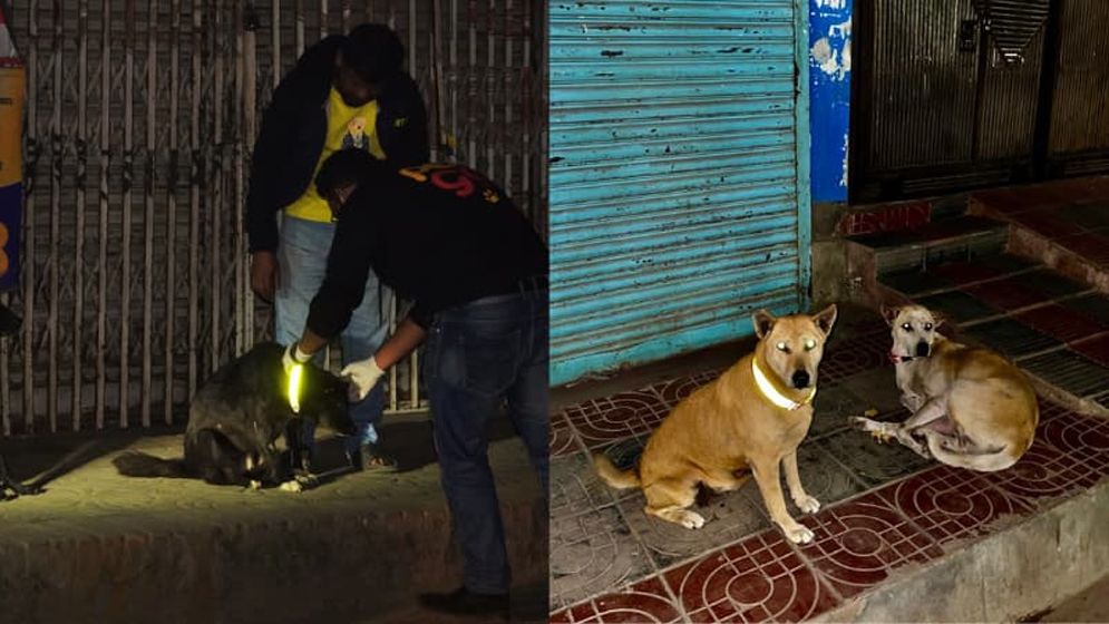 কুকুরের গলায় রিফ্লেক্টিং বেল্ট পরাচ্ছে ‘পেটগো’, কমবে দুর্ঘটনা