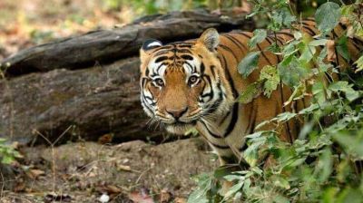 ভারতে বাঘের ভয়, পায়ের চাপে বাড়ল উদ্বেগ