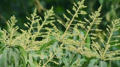 ডুমুরিয়ায় আমের মুকুল, বাতাসে ম-ম গন্ধ