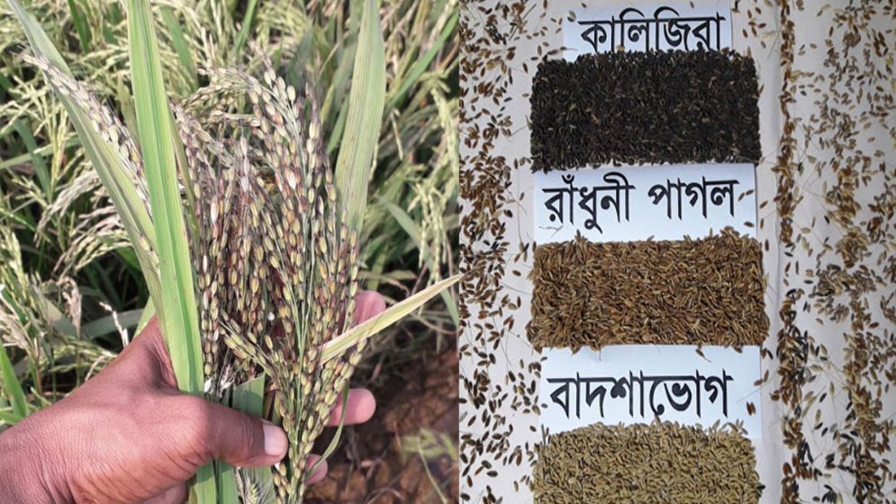 হাওরে দেশি জাতের ধান আবাদ কমেছে