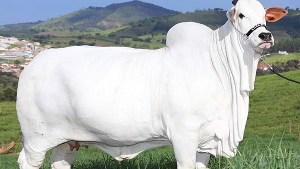 গিনেস বুকে ৪ মিলিয়ন ডলারের গরু!